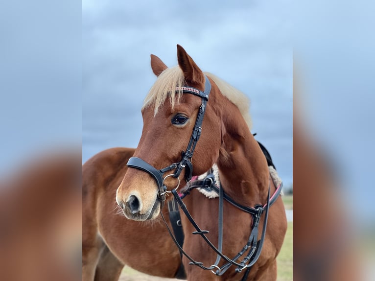 Trakehner Mestizo Caballo castrado 11 años 166 cm Palomino in Grobina