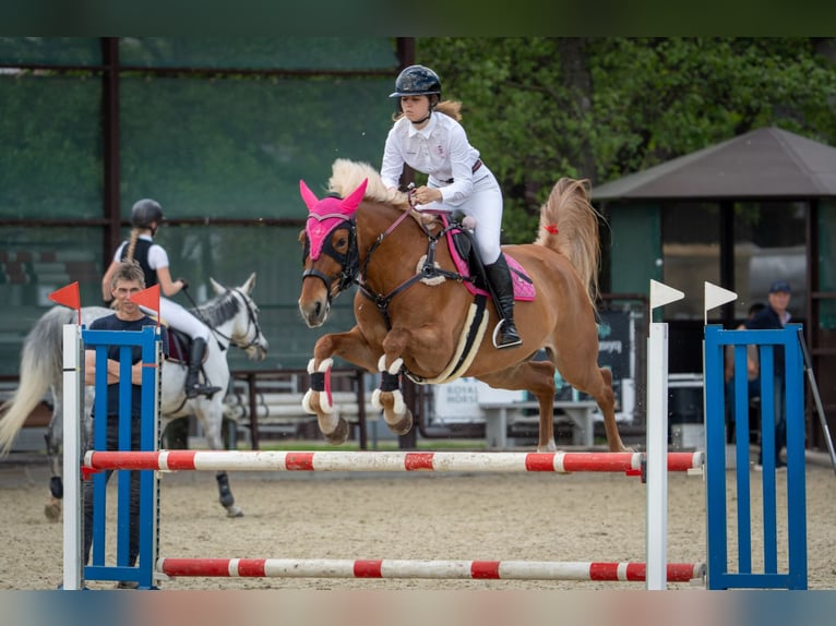 Trakehner Mestizo Caballo castrado 11 años 166 cm Palomino in Grobina