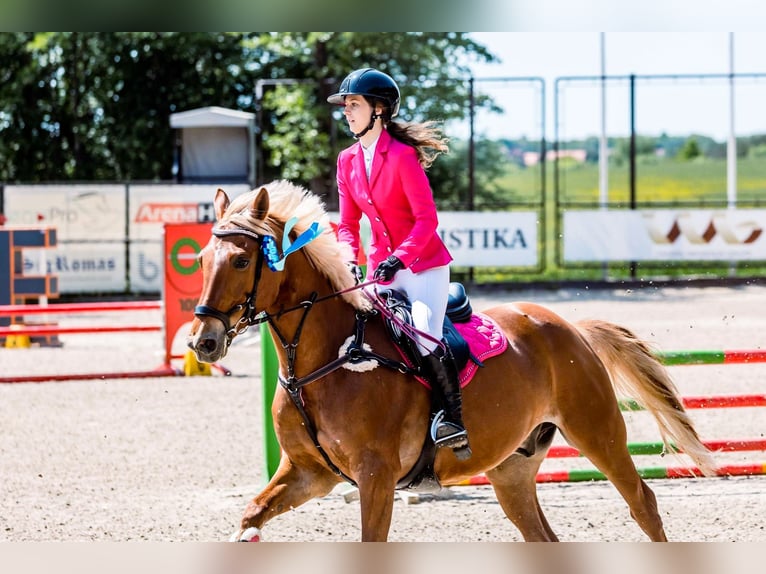 Trakehner Mestizo Caballo castrado 11 años 166 cm Palomino in Grobina