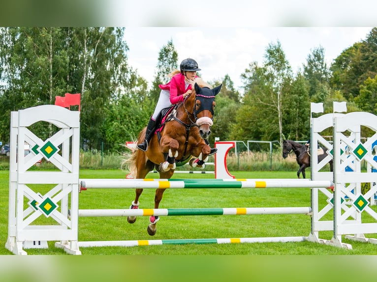 Trakehner Mestizo Caballo castrado 11 años 166 cm Palomino in Grobina