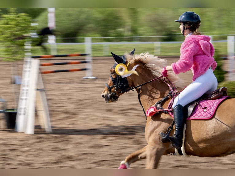 Trakehner Mestizo Caballo castrado 11 años 166 cm Palomino in Grobina