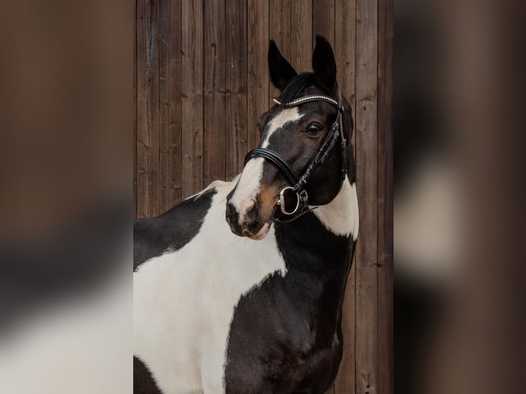 Trakehner Mestizo Caballo castrado 11 años 166 cm Pío in Springe