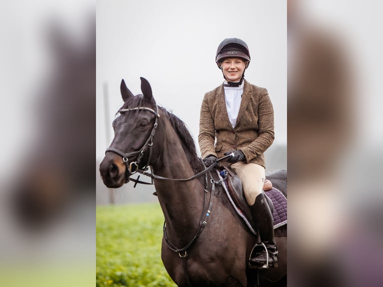 Trakehner Caballo castrado 11 años 167 cm Morcillo in Egestorf