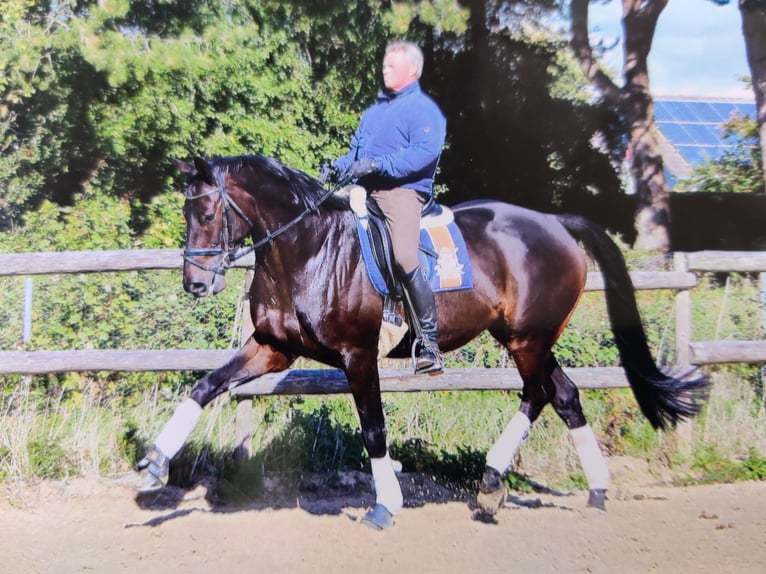 Trakehner Caballo castrado 11 años 168 cm Castaño oscuro in Kiel