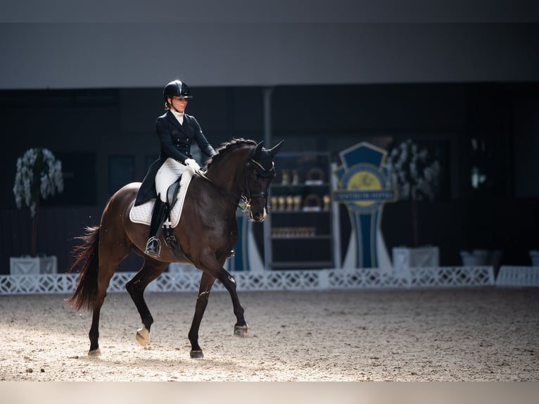Trakehner Caballo castrado 11 años 168 cm Negro in Aleksandria