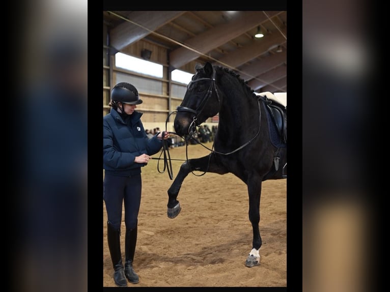 Trakehner Caballo castrado 11 años 170 cm Castaño oscuro in Lamerdingen
