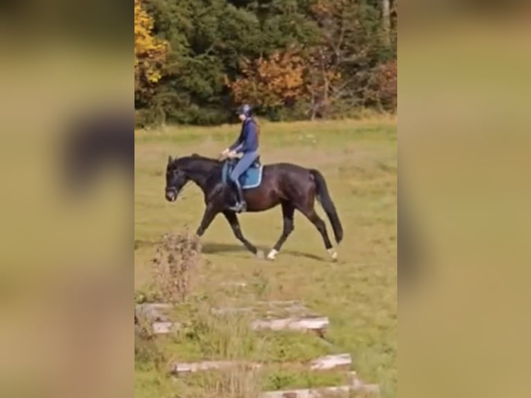 Trakehner Caballo castrado 11 años 170 cm Castaño oscuro in Langenneufnach