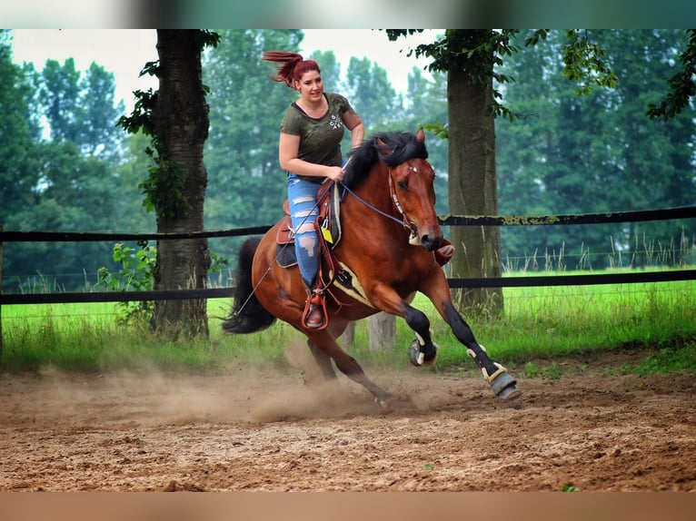 Trakehner Mestizo Caballo castrado 11 años 172 cm Castaño in Emmerich