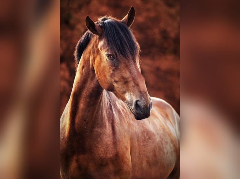 Trakehner Mestizo Caballo castrado 11 años 172 cm Castaño in Emmerich