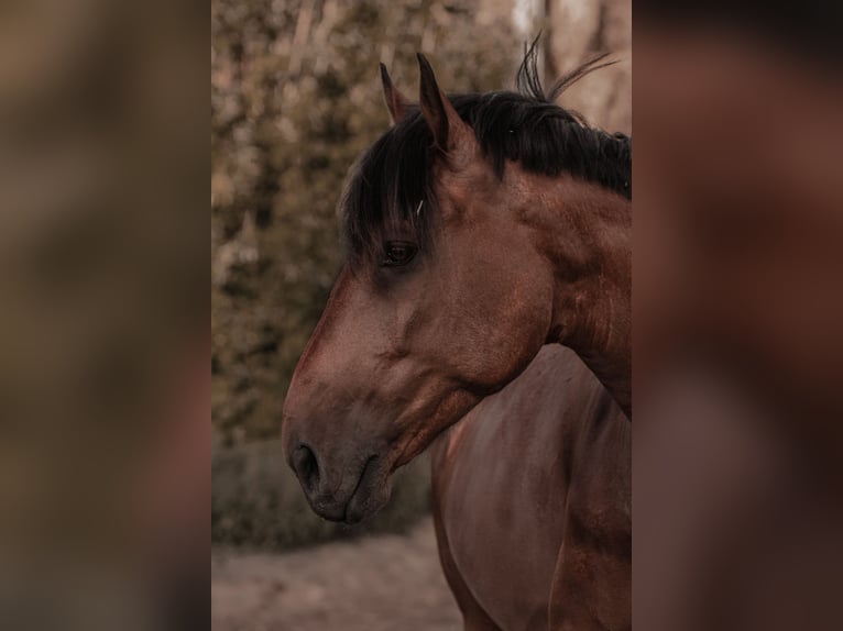 Trakehner Mestizo Caballo castrado 11 años 172 cm Castaño in Emmerich