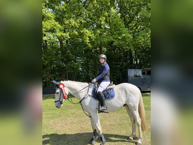 Trakehner Caballo castrado 12 años 158 cm Tordo in Norderstedt
