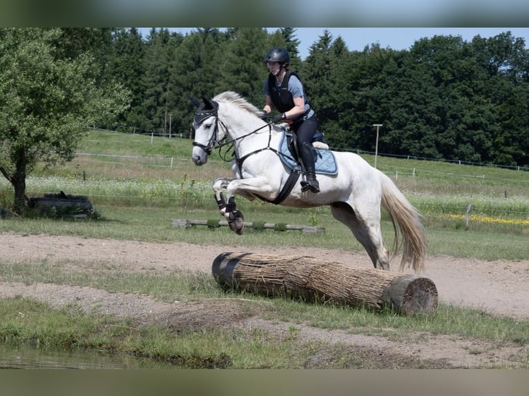 Trakehner Caballo castrado 12 años 158 cm Tordo in Timmendorfer Strand