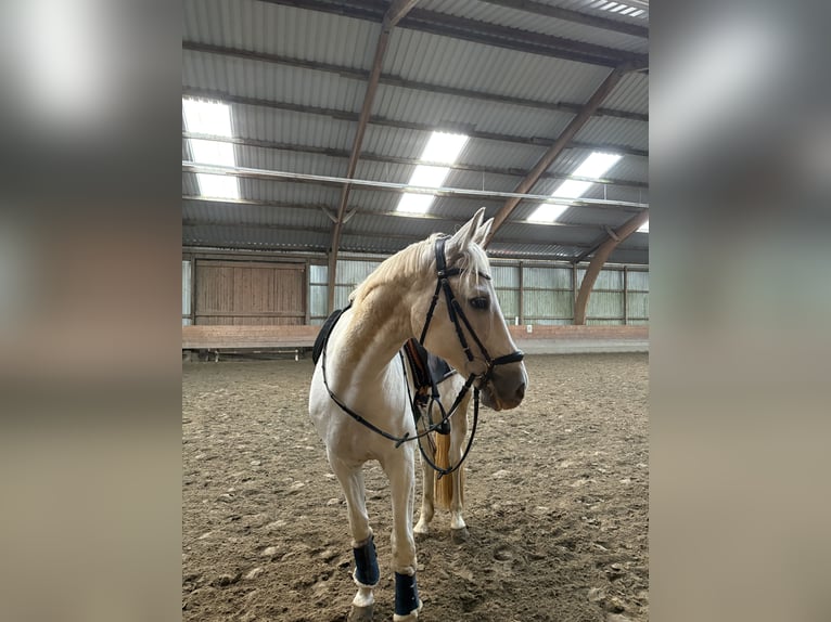 Trakehner Caballo castrado 12 años 158 cm Tordo in Timmendorfer Strand