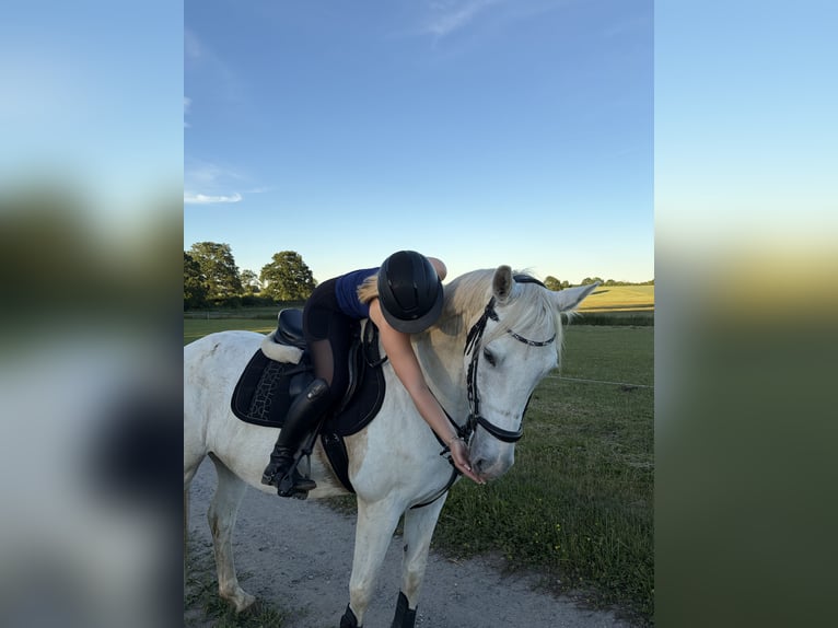 Trakehner Caballo castrado 12 años 158 cm Tordo in Timmendorfer Strand