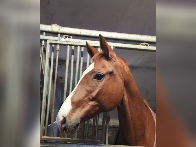 Trakehner Caballo castrado 12 años 163 cm Alazán in Braunschweig