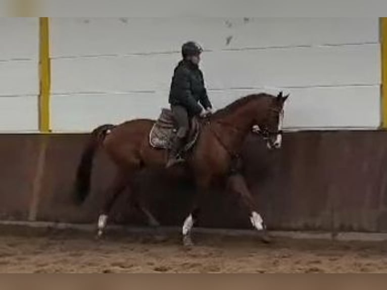 Trakehner Caballo castrado 12 años 163 cm Alazán in Braunschweig