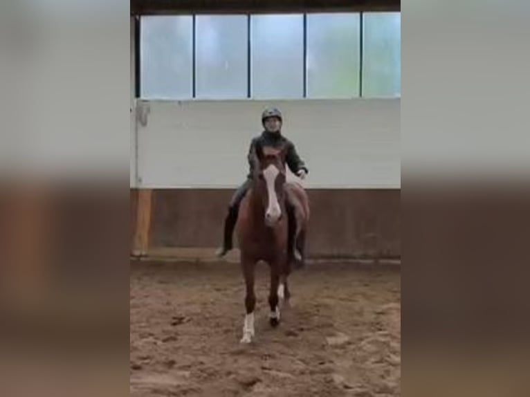 Trakehner Caballo castrado 12 años 163 cm Alazán in Braunschweig