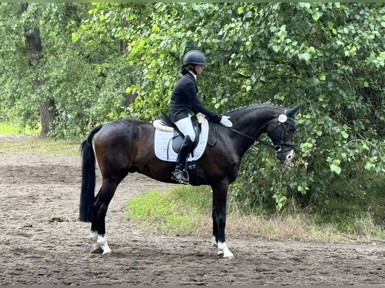 Trakehner Caballo castrado 12 años 167 cm Castaño oscuro in Kiel