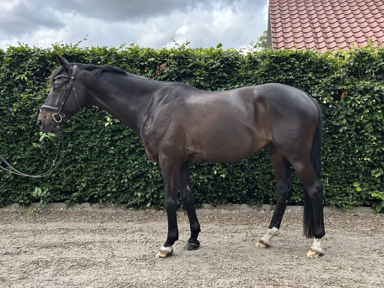 Trakehner Caballo castrado 12 años 167 cm Morcillo in Egestorf