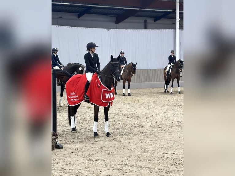 Trakehner Caballo castrado 12 años 169 cm Negro in Telgte