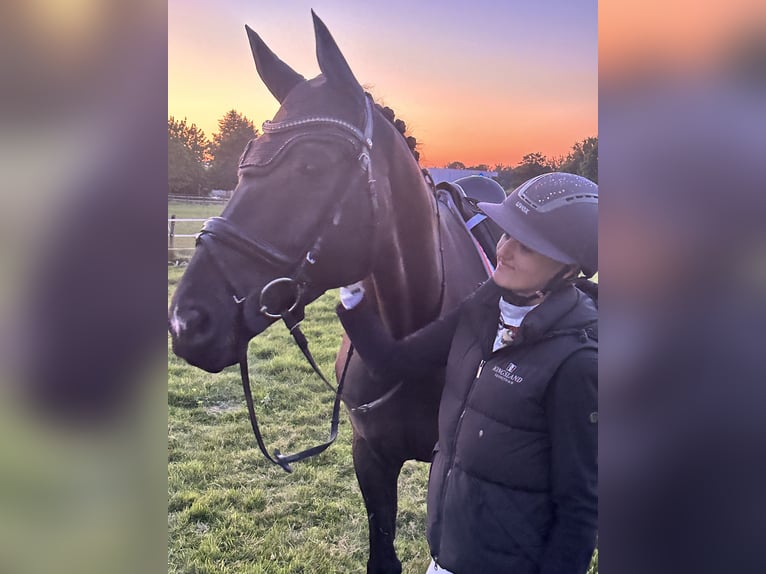 Trakehner Caballo castrado 12 años 169 cm Negro in Telgte