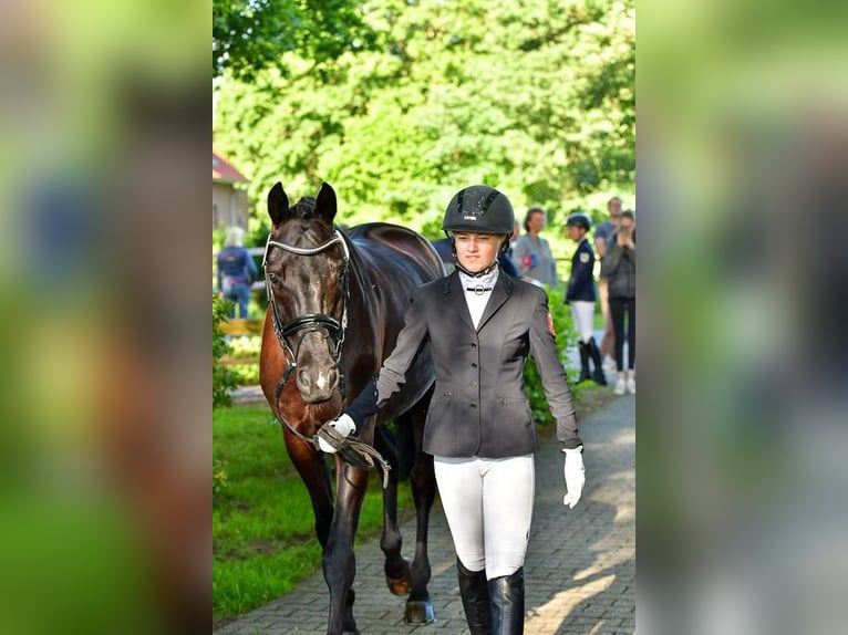 Trakehner Caballo castrado 12 años 169 cm Negro in Telgte