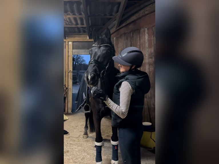 Trakehner Caballo castrado 12 años 169 cm Negro in Telgte