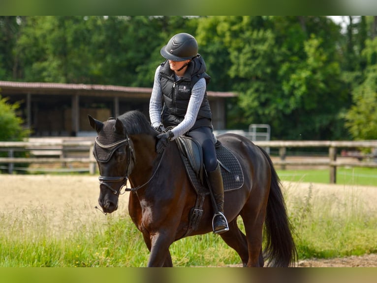 Trakehner Caballo castrado 12 años 169 cm Negro in Telgte