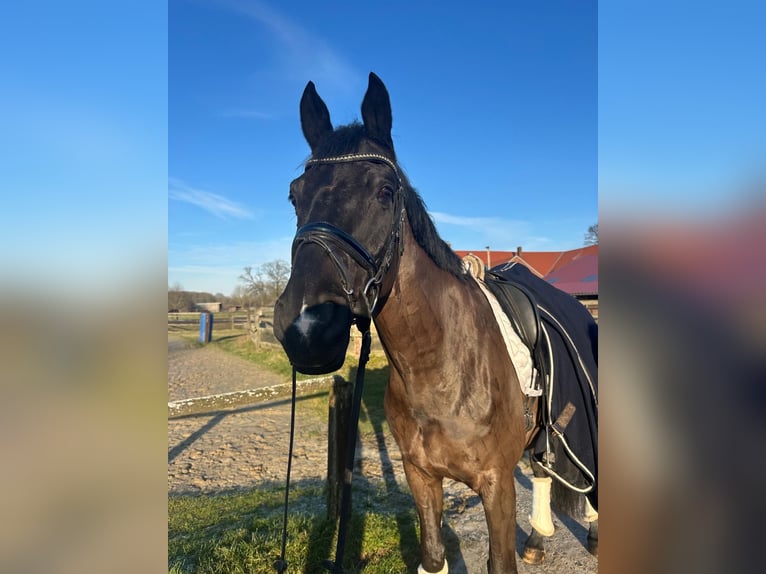 Trakehner Caballo castrado 12 años 169 cm Negro in Telgte