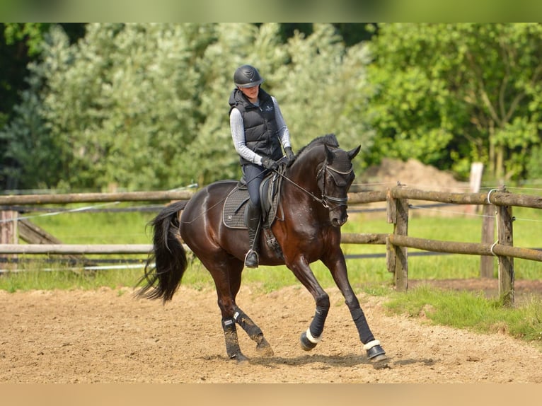 Trakehner Caballo castrado 12 años 169 cm Negro in Telgte