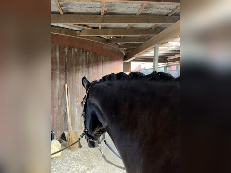 Trakehner Caballo castrado 12 años 170 cm Negro in Telgte