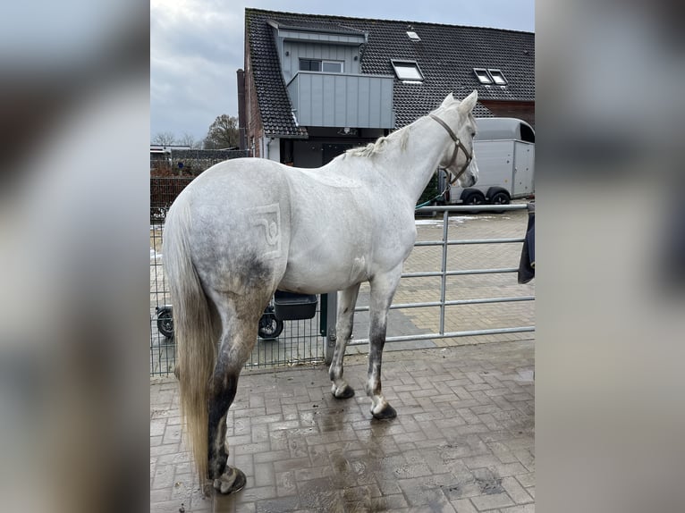 Trakehner Caballo castrado 12 años 170 cm Tordo in Hamm