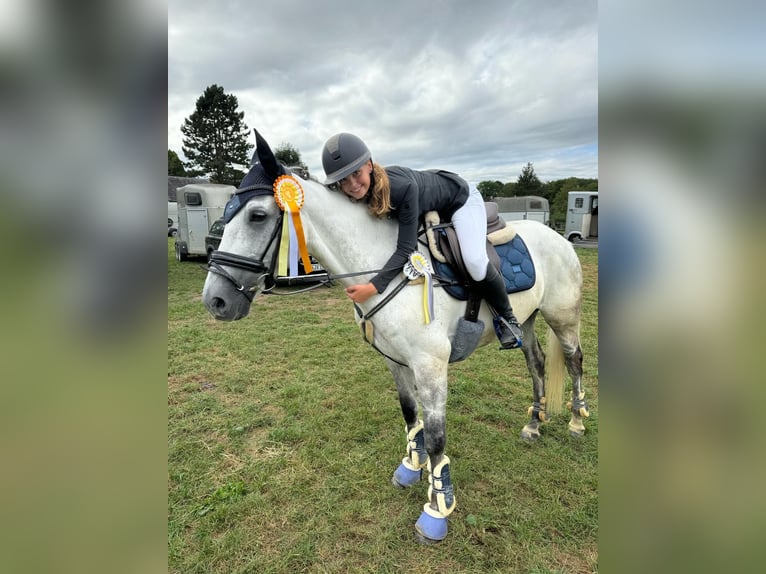 Trakehner Caballo castrado 12 años 170 cm Tordo in Hamm