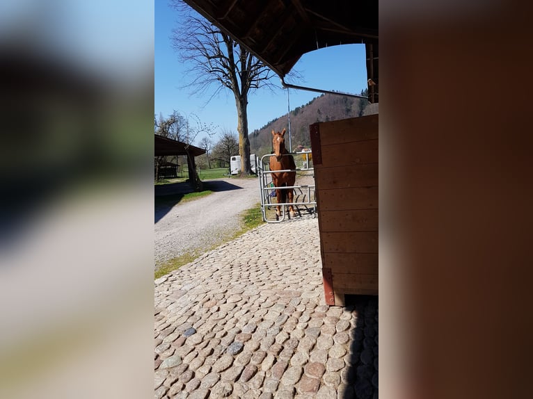 Trakehner Caballo castrado 12 años 173 cm Alazán in Deisswil