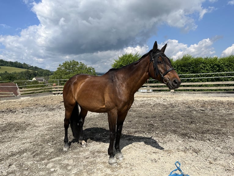 Trakehner Caballo castrado 12 años 173 cm Castaño in Brnířov / Kdyne