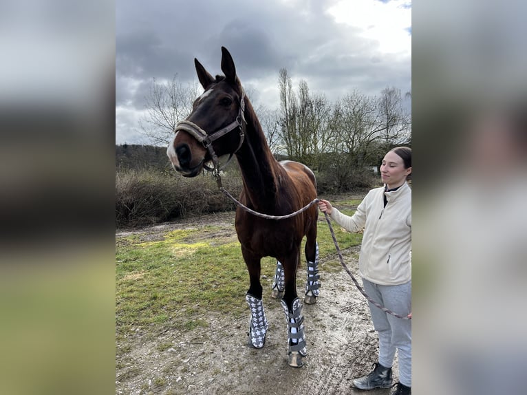 Trakehner Caballo castrado 12 años 174 cm Castaño in Hattersheim