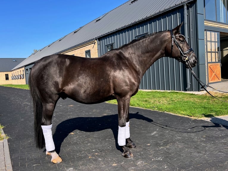 Trakehner Caballo castrado 13 años 167 cm Negro in Warszawa