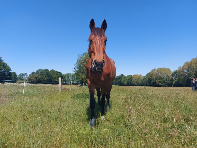 Trakehner Caballo castrado 13 años 170 cm Castaño in Z&#xFC;low