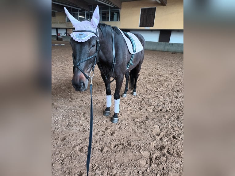 Trakehner Caballo castrado 13 años 170 cm Castaño oscuro in Welsleben