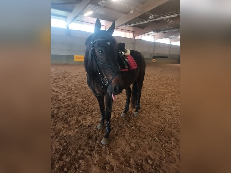 Trakehner Caballo castrado 13 años 170 cm Castaño oscuro in Welsleben