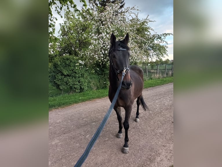 Trakehner Caballo castrado 13 años 170 cm Castaño oscuro in Welsleben