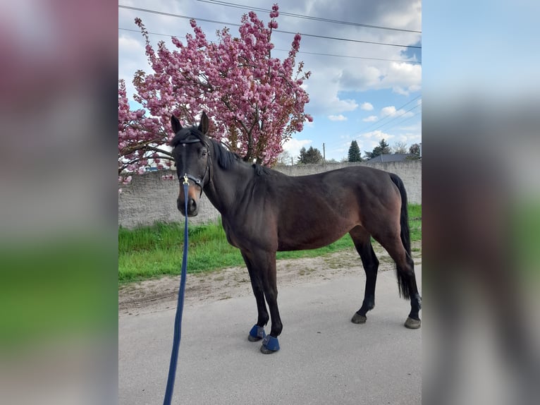 Trakehner Caballo castrado 13 años 170 cm Castaño oscuro in Welsleben