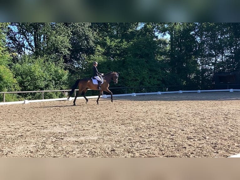 Trakehner Caballo castrado 13 años 179 cm Castaño oscuro in Ruppichteroth