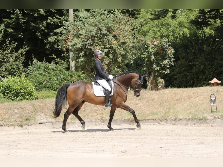 Trakehner Caballo castrado 13 años 179 cm Castaño oscuro in Ruppichteroth