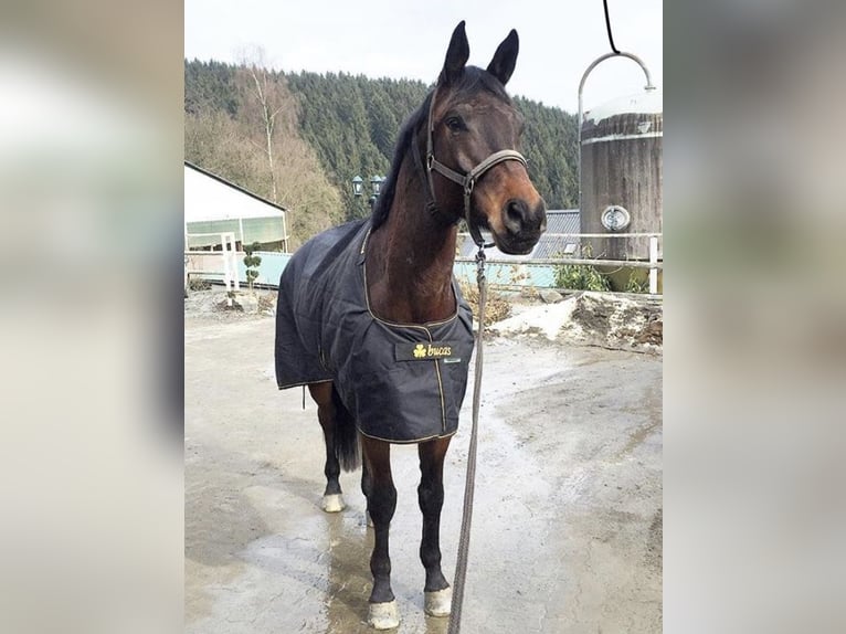 Trakehner Caballo castrado 13 años 179 cm Castaño oscuro in Ruppichteroth