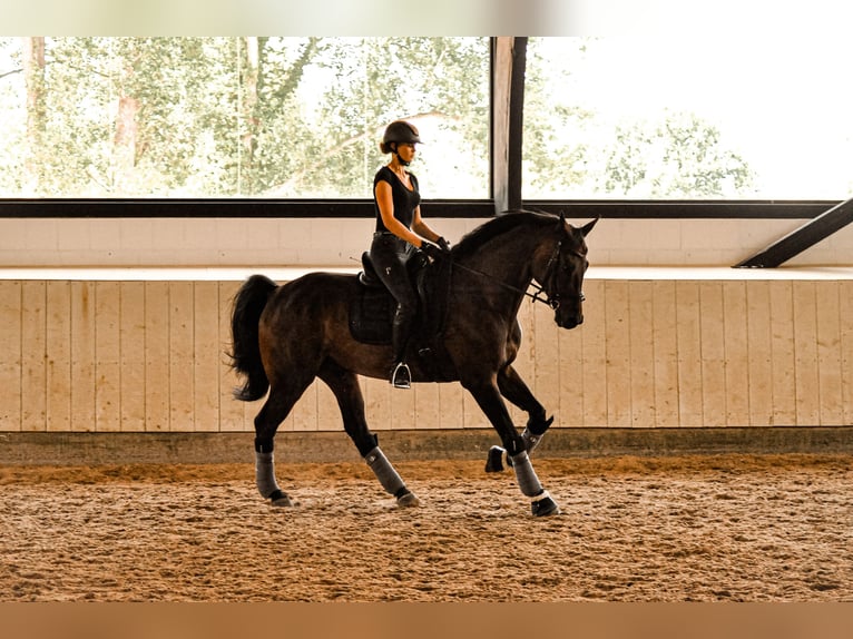 Trakehner Caballo castrado 13 años 179 cm Castaño oscuro in Ruppichteroth