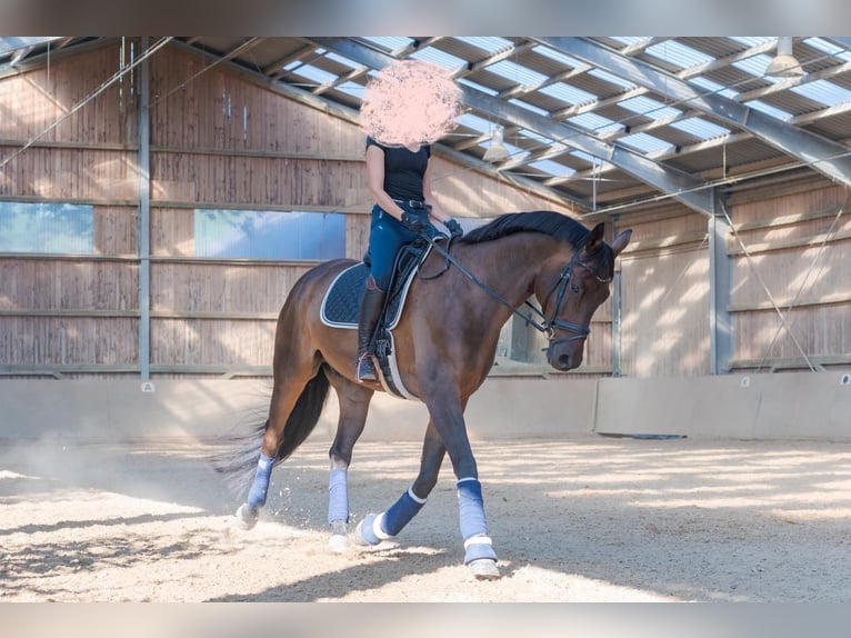 Trakehner Caballo castrado 13 años 179 cm Castaño oscuro in Ruppichteroth