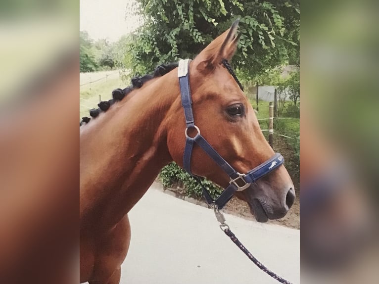 Trakehner Caballo castrado 14 años 164 cm Castaño in Sankt Johann