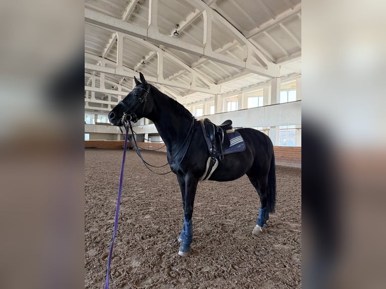 Trakehner Caballo castrado 14 años 165 cm Negro in Riga