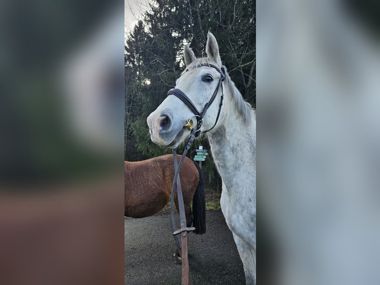 Trakehner Caballo castrado 14 años 168 cm Tordo in Neukirchen/Erzgebirge